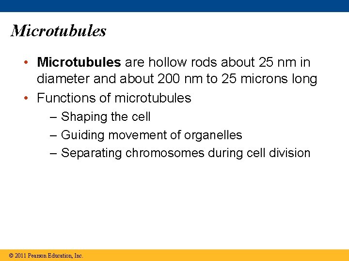 Microtubules • Microtubules are hollow rods about 25 nm in diameter and about 200