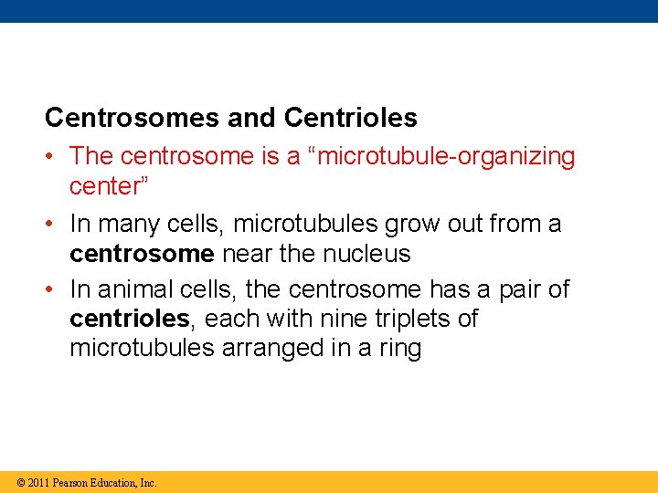 Centrosomes and Centrioles • The centrosome is a “microtubule-organizing center” • In many cells,