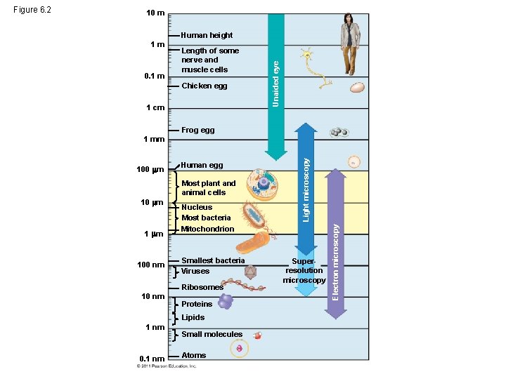 10 m Human height 1 m 0. 1 m Length of some nerve and