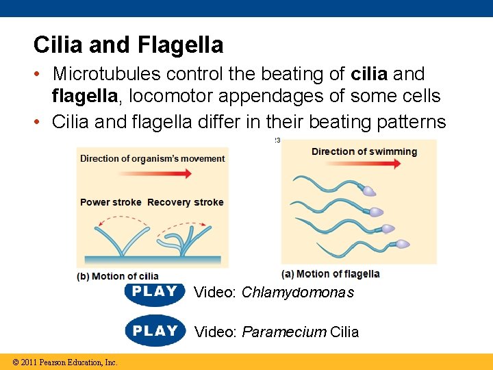 Cilia and Flagella • Microtubules control the beating of cilia and flagella, locomotor appendages