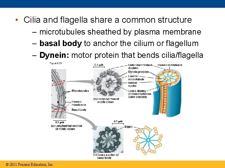  • Cilia and flagella share a common structure – microtubules sheathed by plasma