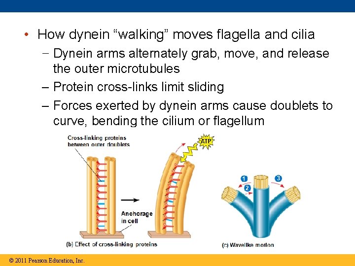  • How dynein “walking” moves flagella and cilia − Dynein arms alternately grab,