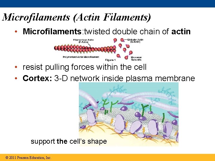 Microfilaments (Actin Filaments) • Microfilaments: twisted double chain of actin • resist pulling forces