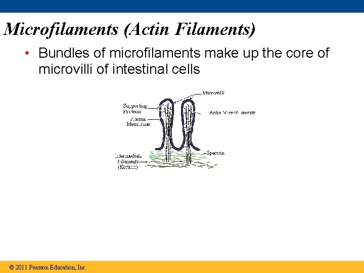Microfilaments (Actin Filaments) • Bundles of microfilaments make up the core of microvilli of