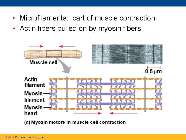  • Microfilaments: part of muscle contraction • Actin fibers pulled on by myosin