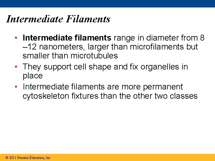 Intermediate Filaments • Intermediate filaments range in diameter from 8 – 12 nanometers, larger