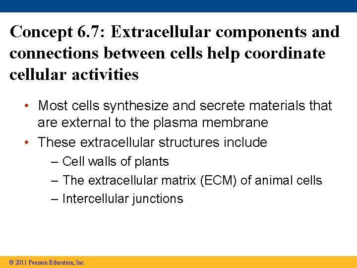 Concept 6. 7: Extracellular components and connections between cells help coordinate cellular activities •