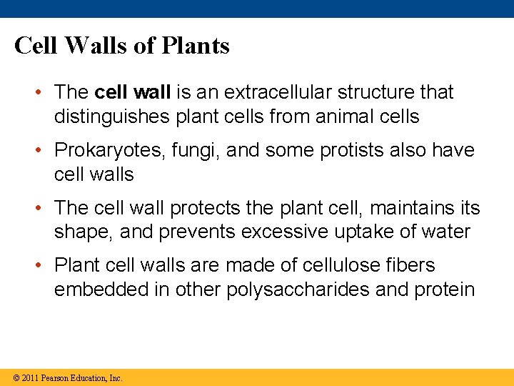 Cell Walls of Plants • The cell wall is an extracellular structure that distinguishes