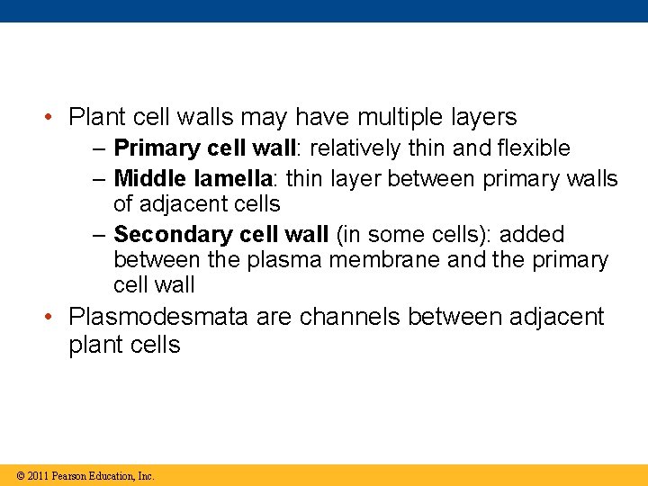  • Plant cell walls may have multiple layers – Primary cell wall: relatively