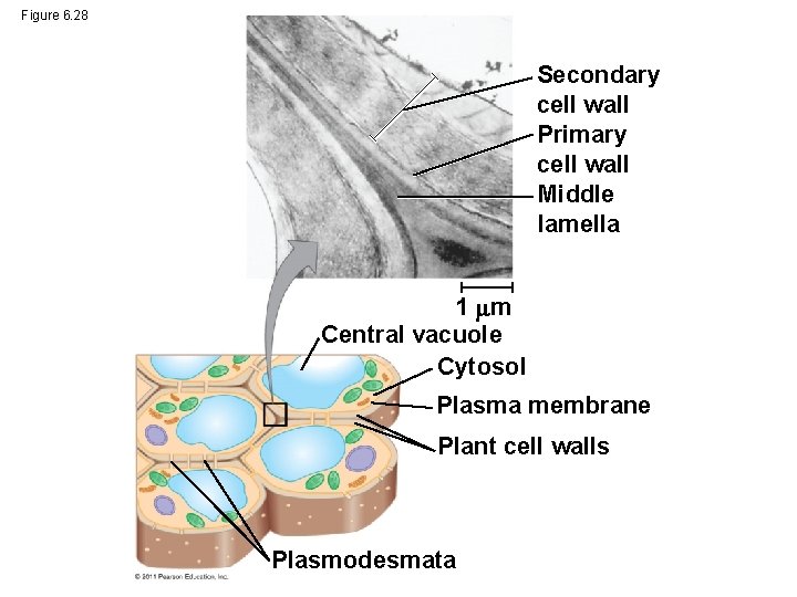 Figure 6. 28 Secondary cell wall Primary cell wall Middle lamella 1 m Central