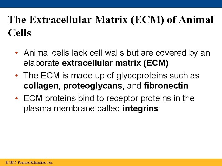 The Extracellular Matrix (ECM) of Animal Cells • Animal cells lack cell walls but