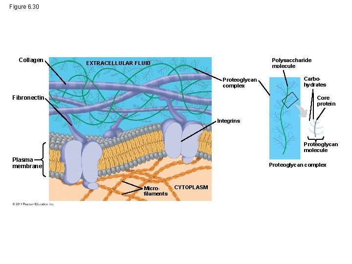 Figure 6. 30 Collagen Polysaccharide molecule EXTRACELLULAR FLUID Proteoglycan complex Fibronectin Carbohydrates Core protein