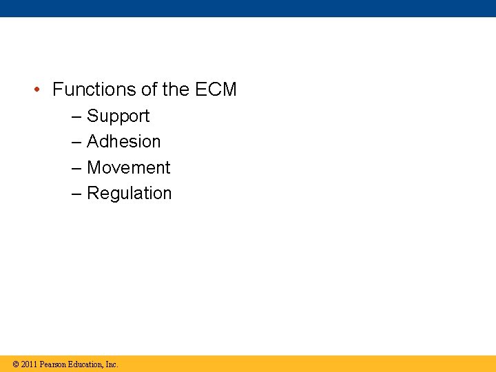  • Functions of the ECM – Support – Adhesion – Movement – Regulation