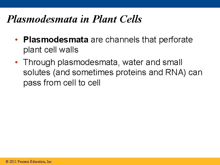 Plasmodesmata in Plant Cells • Plasmodesmata are channels that perforate plant cell walls •