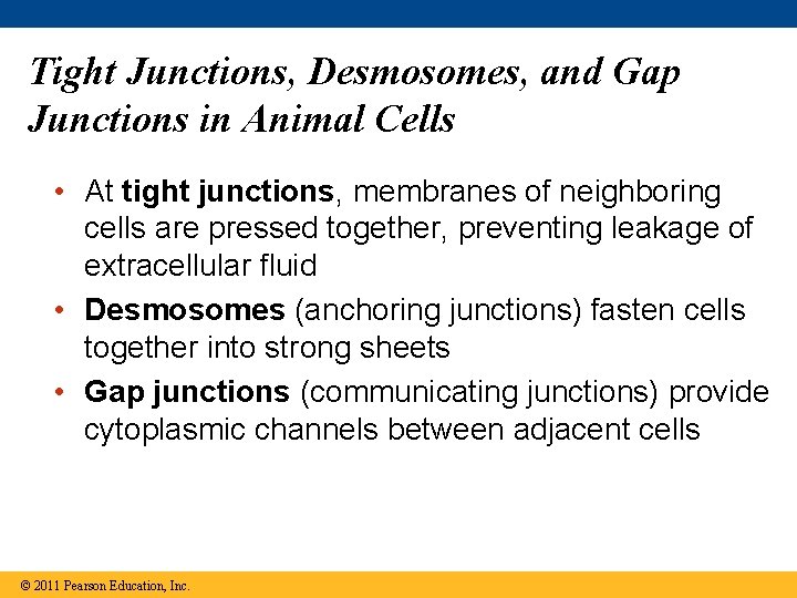 Tight Junctions, Desmosomes, and Gap Junctions in Animal Cells • At tight junctions, membranes