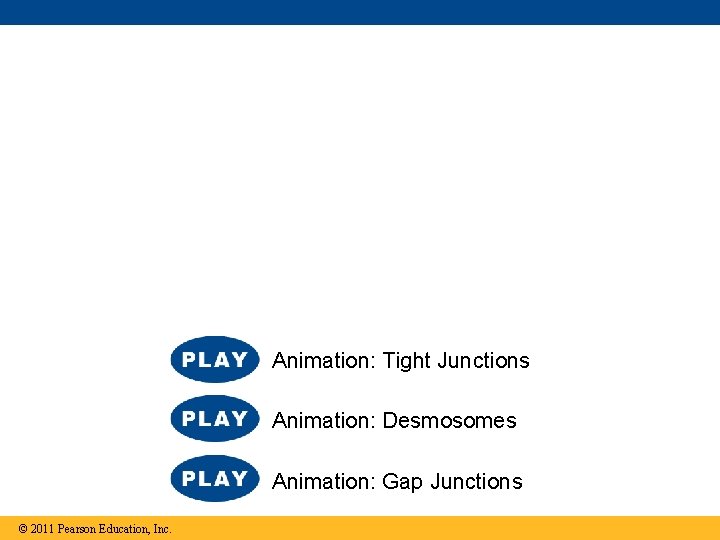 Animation: Tight Junctions Animation: Desmosomes Animation: Gap Junctions © 2011 Pearson Education, Inc. 