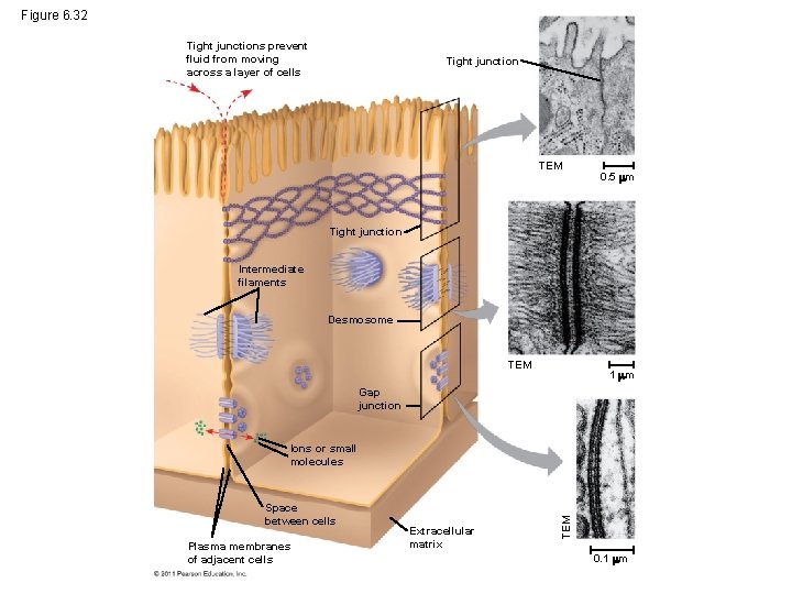 Figure 6. 32 Tight junctions prevent fluid from moving across a layer of cells