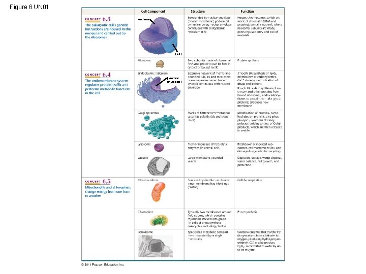 Figure 6. UN 01 Nucleus (ER) (Nuclear envelope) 