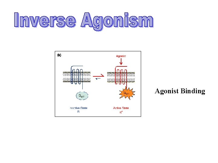 Agonist Binding Agonist Binding