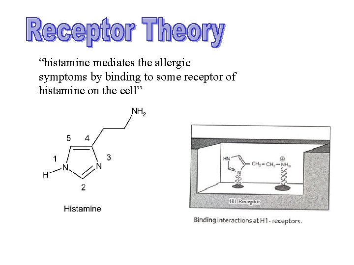 “histamine mediates the allergic symptoms by binding to some receptor of histamine on the “histamine mediates the allergic symptoms by binding to some receptor of histamine on the