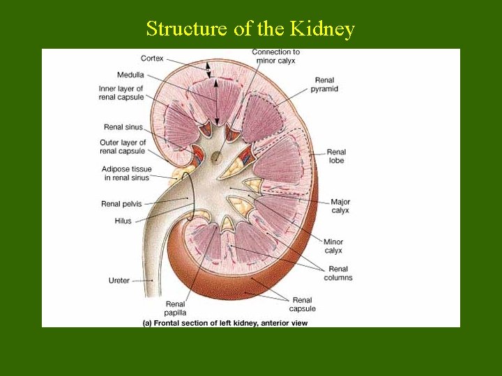 Structure of the Kidney 