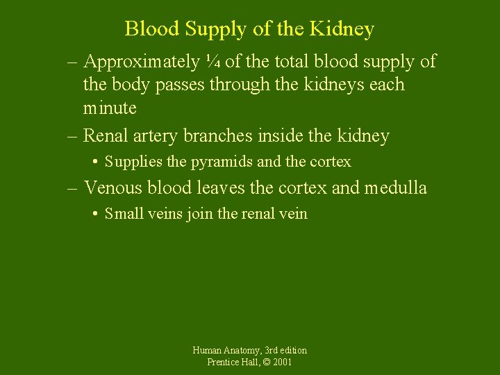 Blood Supply of the Kidney – Approximately ¼ of the total blood supply of