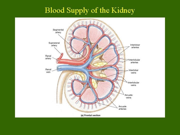 Blood Supply of the Kidney 