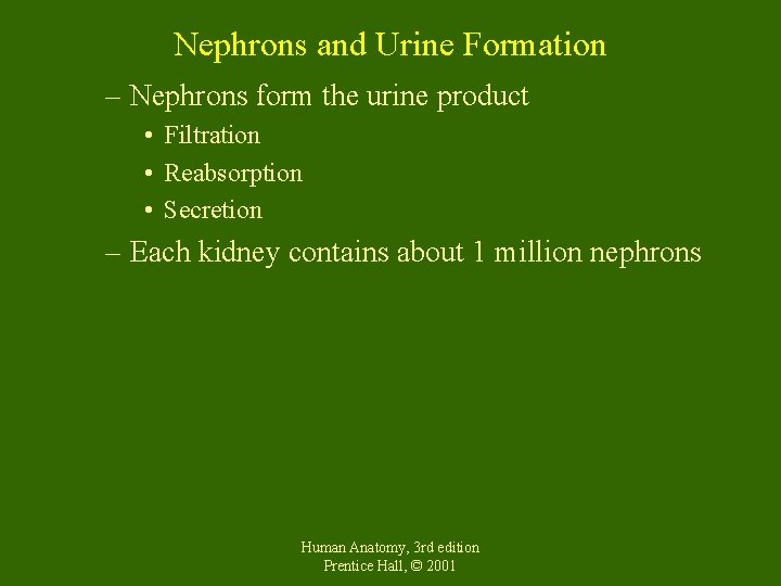 Nephrons and Urine Formation – Nephrons form the urine product • Filtration • Reabsorption