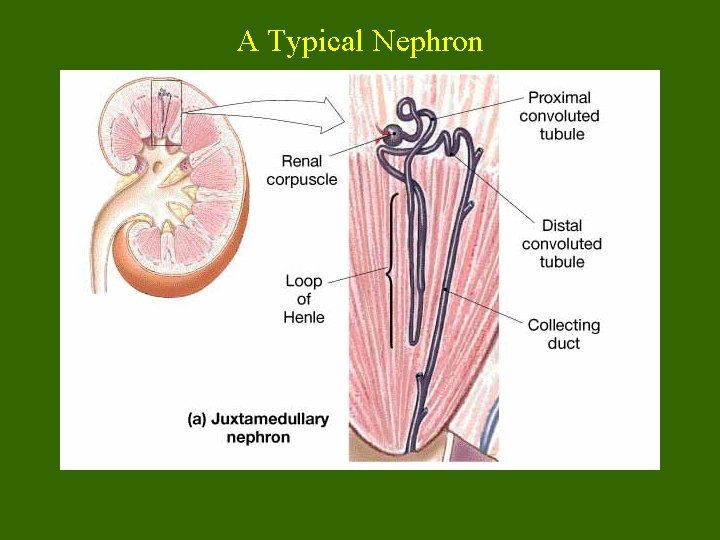 A Typical Nephron 