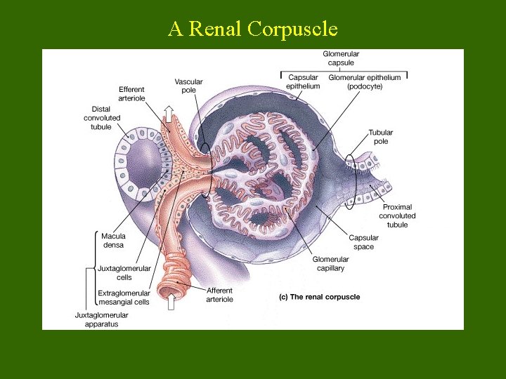 A Renal Corpuscle 