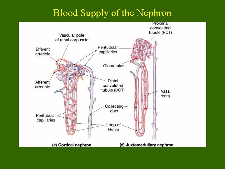 Blood Supply of the Nephron 