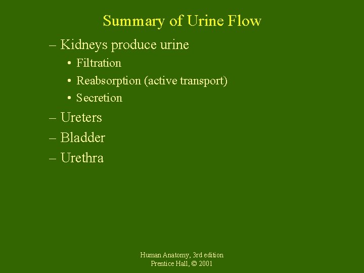 Summary of Urine Flow – Kidneys produce urine • Filtration • Reabsorption (active transport)