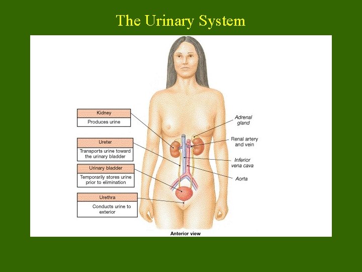 The Urinary System 