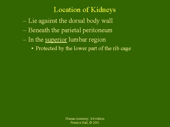 Location of Kidneys – Lie against the dorsal body wall – Beneath the parietal