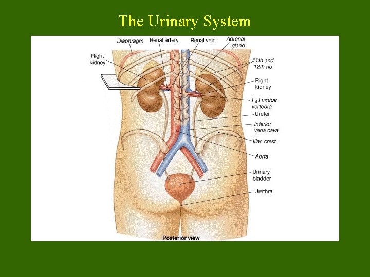 The Urinary System 