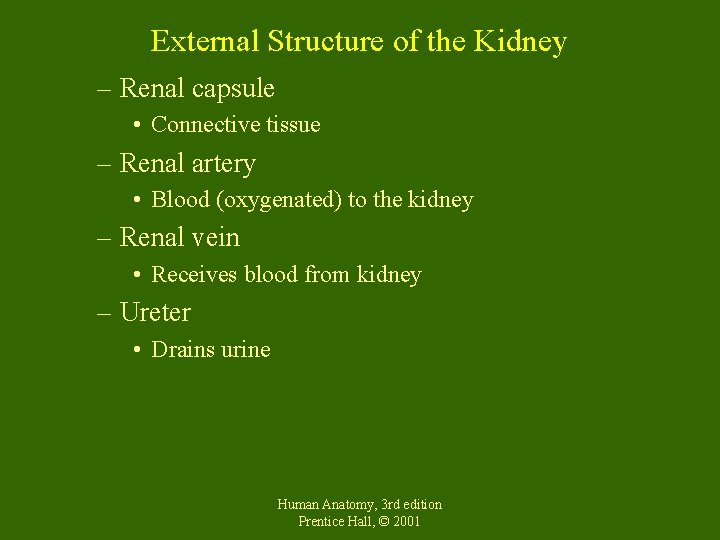 External Structure of the Kidney – Renal capsule • Connective tissue – Renal artery