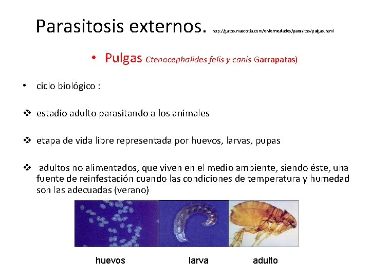 Parasitosis externos. http: //gatos. mascotia. com/enfermedades/parasitos/pulgas. html • Pulgas Ctenocephalides felis y canis Garrapatas) Parasitosis externos. http: //gatos. mascotia. com/enfermedades/parasitos/pulgas. html • Pulgas Ctenocephalides felis y canis Garrapatas)