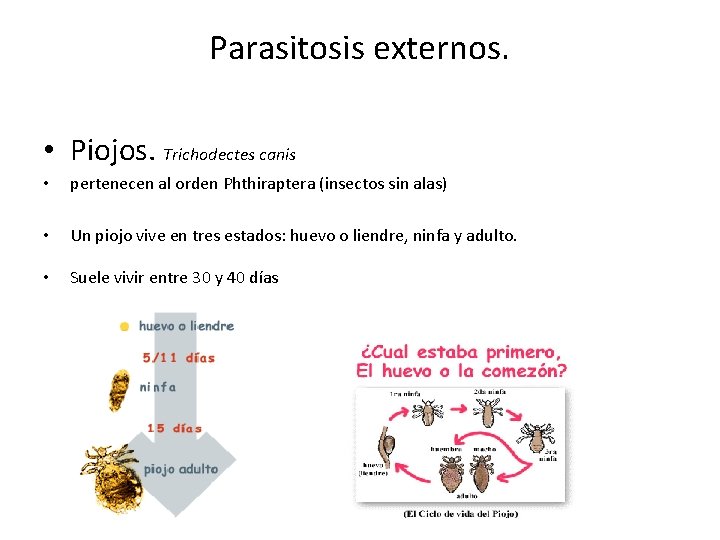 Parasitosis externos. • Piojos. Trichodectes canis • • pertenecen al orden Phthiraptera (insectos sin Parasitosis externos. • Piojos. Trichodectes canis • • pertenecen al orden Phthiraptera (insectos sin
