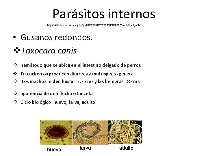 Parásitos internos http: //www. scielo. cl/scielo. php? pid=S 0716 -07202001000300007&script=sci_arttext • Gusanos redondos. v. Parásitos internos http: //www. scielo. cl/scielo. php? pid=S 0716 -07202001000300007&script=sci_arttext • Gusanos redondos. v.
