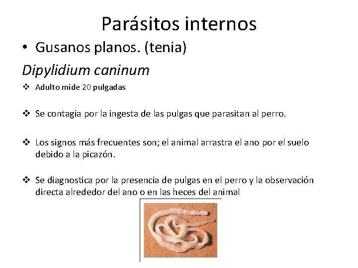 Parásitos internos • Gusanos planos. (tenia) Dipylidium caninum v Adulto mide 20 pulgadas v Parásitos internos • Gusanos planos. (tenia) Dipylidium caninum v Adulto mide 20 pulgadas v