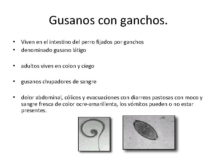 Gusanos con ganchos. • Viven en el intestino del perro fijados por ganchos • Gusanos con ganchos. • Viven en el intestino del perro fijados por ganchos •