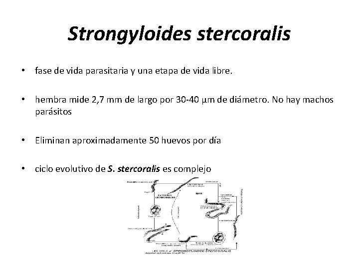 Strongyloides stercoralis • fase de vida parasitaria y una etapa de vida libre. • Strongyloides stercoralis • fase de vida parasitaria y una etapa de vida libre. •
