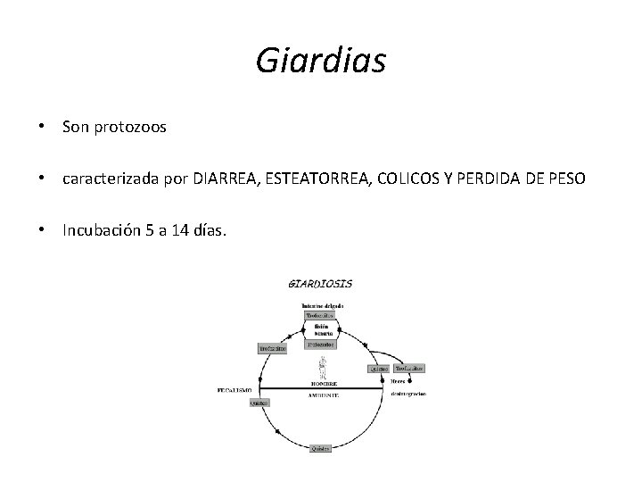 Giardias • Son protozoos • caracterizada por DIARREA, ESTEATORREA, COLICOS Y PERDIDA DE PESO Giardias • Son protozoos • caracterizada por DIARREA, ESTEATORREA, COLICOS Y PERDIDA DE PESO
