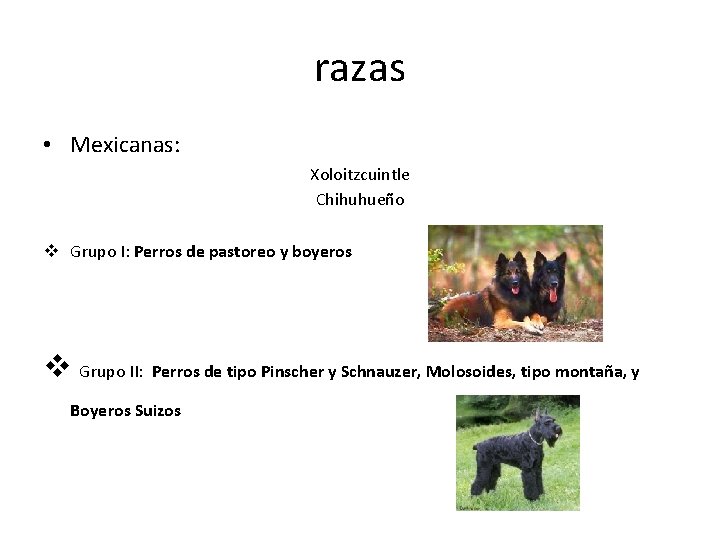 razas • Mexicanas: Xoloitzcuintle Chihuhueño v Grupo I: Perros de pastoreo y boyeros v razas • Mexicanas: Xoloitzcuintle Chihuhueño v Grupo I: Perros de pastoreo y boyeros v