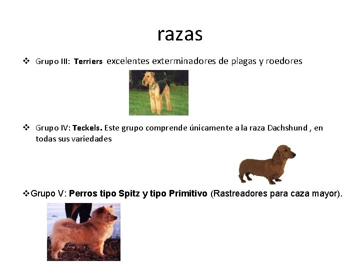 razas v Grupo III: Terriers excelentes exterminadores de plagas y roedores v Grupo IV: razas v Grupo III: Terriers excelentes exterminadores de plagas y roedores v Grupo IV: