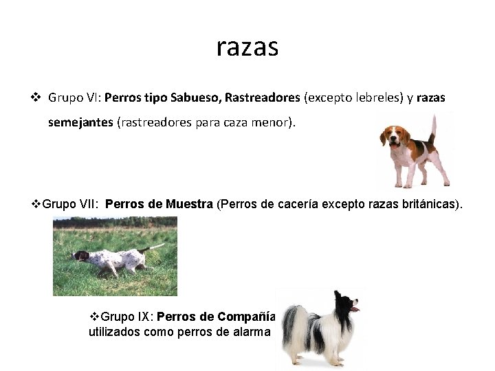 razas v Grupo VI: Perros tipo Sabueso, Rastreadores (excepto lebreles) y razas semejantes (rastreadores razas v Grupo VI: Perros tipo Sabueso, Rastreadores (excepto lebreles) y razas semejantes (rastreadores