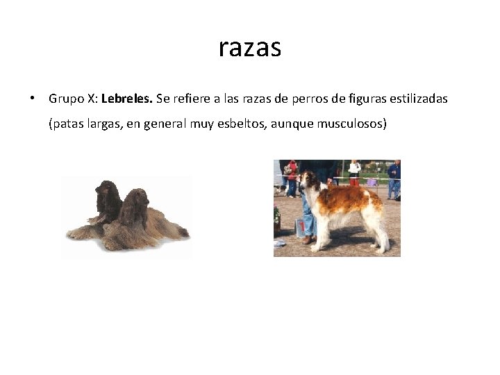 razas • Grupo X: Lebreles. Se refiere a las razas de perros de figuras razas • Grupo X: Lebreles. Se refiere a las razas de perros de figuras