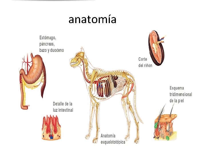 anatomía anatomía