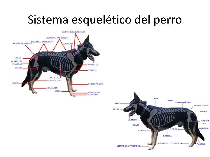 Sistema esquelético del perro Sistema esquelético del perro