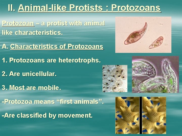 II. Animal-like Protists : Protozoans Protozoan – a protist with animal like characteristics. A.